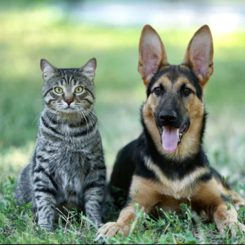 Pet Policy Image